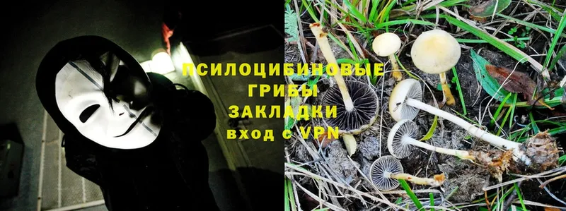 Псилоцибиновые грибы Psilocybine cubensis  закладка  Лакинск 